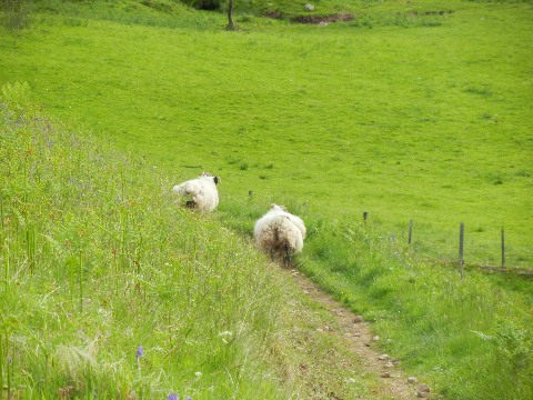 sheepgalop2_web