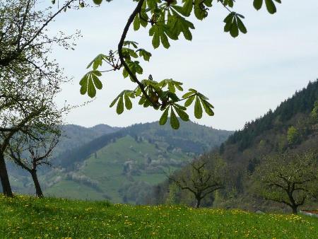 Münstertal_web