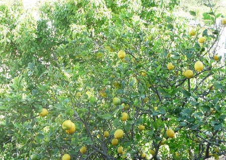 Zitronenbäume_web
